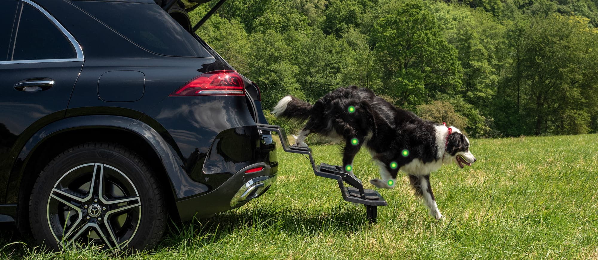 Otto, a black and white Australian Shepherd, walking down Dog&Drive steps from the boot of a black Mercedes, with his joints marked in green.