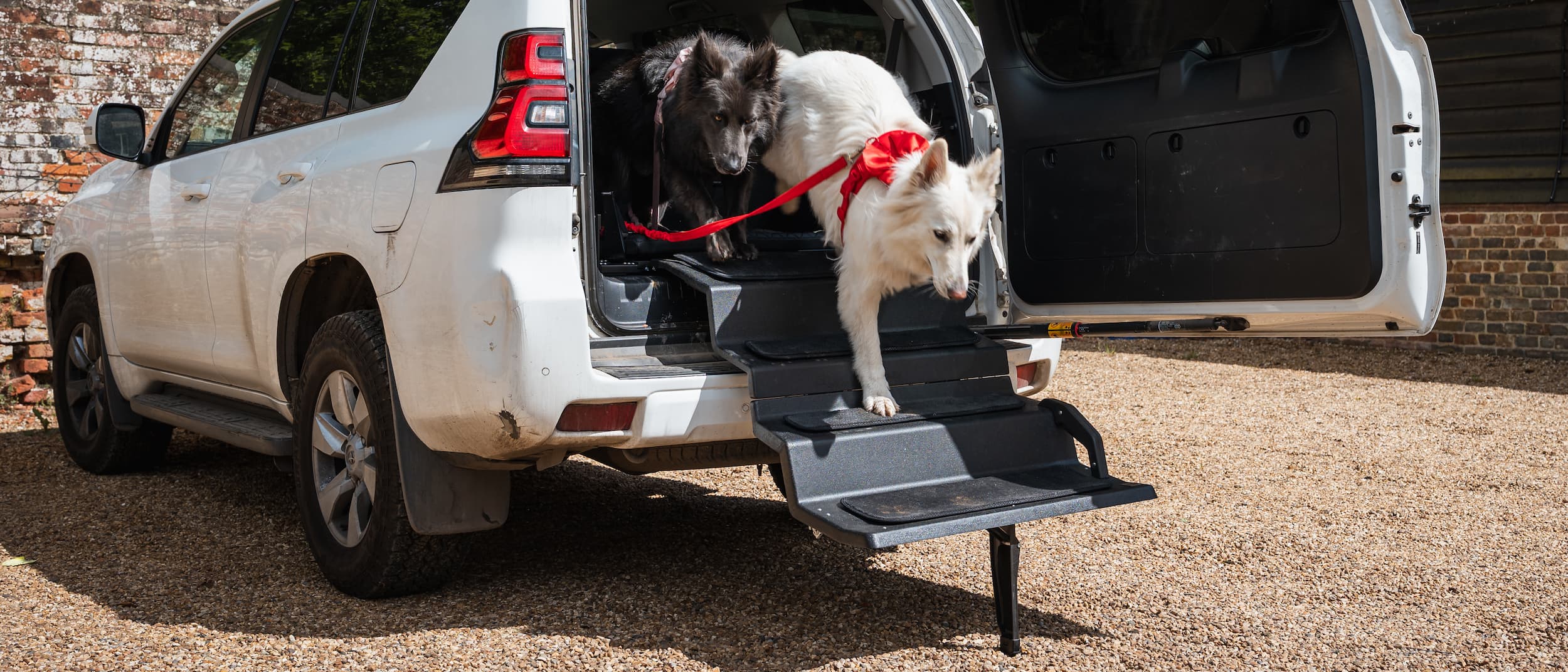 Two dogs stepping down from the open boot of a Toyota Land Cruiser on Dog&Drive Dog Steps